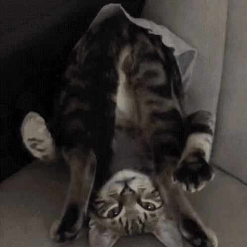 cat-upside-down.gif