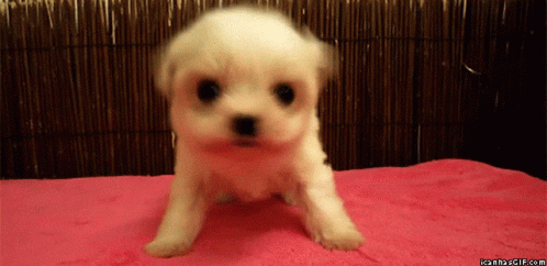 Cutest Puppy from Cute-Gifs - Animal Fair