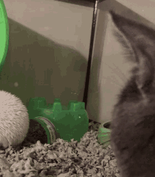 Hedgehog Cute Hedgehog GIF - Hedgehog Cute Hedgehog Cat And Hedgehog GIFs