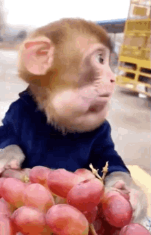 Monkey Grape GIF - Monkey Grape Sohebape GIFs