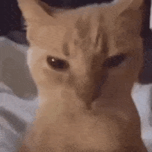 Angry Cat GIF - Angry Cat Angrycat GIFs