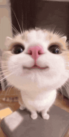 a close up of a cat 's face with a pink nose looking up at the camera .
