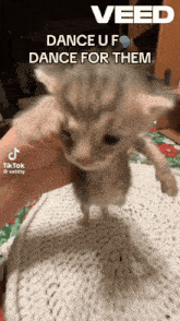 a kitten is being held in someone 's hand with the caption " veed dance u f dance for them "