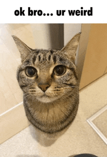 a cat is looking up at the camera with the words `` ok bro ... ur weird '' written below it .