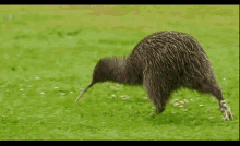 Run Kiwi GIF - Run Kiwi Cute GIFs