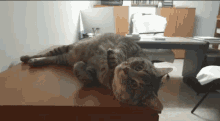 Cats Funny GIF - Cats Funny Love GIFs