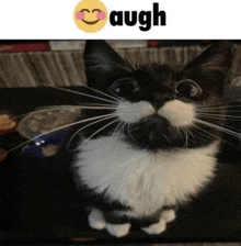 a black and white cat with a mustache is looking at the camera with a laugh emoji behind it .