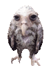 Owl Owl Roll Sticker - Owl Owl Roll Stickers