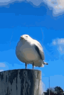 seagull screaming scream seagull screaming meme