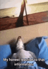 Sleeping Dog My Honest Reaction To That Information GIF - Sleeping Dog Sleeping Dog GIFs