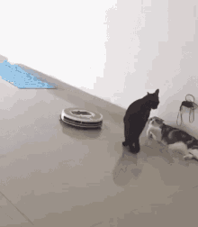 Funny Animals Cats GIF