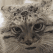 Manul Cute GIF - Manul Cute Cat GIFs