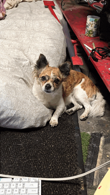 a small brown and white dog is laying on the floor next to a keyboard and a cup with flowers on it