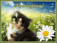 a picture of a cat in a field of daisies with the words " хорошего дня "