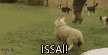 Issaí! GIF - Dogs Sheep Chase GIFs
