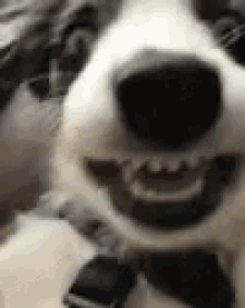 Funny Animals Happy Smile GIF - Funny Animals Happy Smile Dogs GIFs