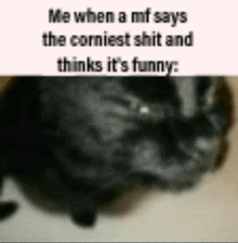 a picture of a cat with a caption that says me when a mf says the corniest shit and thinks it
