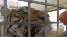 Feeding The Tiger Keeping A Sumatran Tiger Healthy GIF