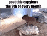 a capybara is sitting on top of a white turtle