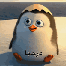 مرحبا GIF - Penguin Hi Hello GIFs