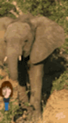 Elephants GIF - Elephants GIFs