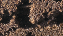 муравьи Ants GIF