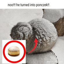 a picture of a squirrel covered in snow next to a doughnut