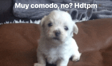 a white puppy is sitting on a brown blanket with the words muy comodo no hdtpm