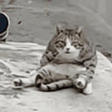 Bellycat Smash GIF - Bellycat Cat Belly GIFs