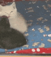 Pascale Cat GIF - Pascale Cat GIFs