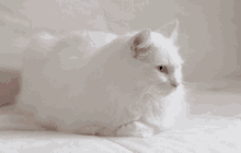 Articulating Ears GIF - Cat White Cute GIFs