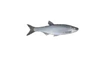 a small fish with a black tail is on a white surface