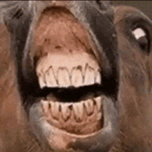 a close up of a horse 's mouth with a few teeth visible