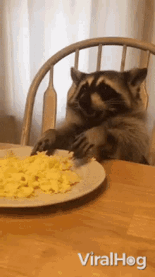 raccoon viralhog cute eat yummy
