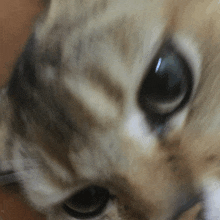 a close up of a cat 's face with a blurred background