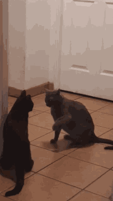 Attack Cat GIF - Attack Cat GIFs