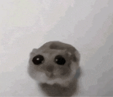 Cute Rat GIF - Cute Rat Meme GIFs
