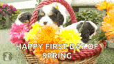 Pup Pupper GIF - Pup Pupper Basket GIFs
