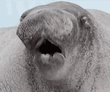 walrus shaking whoa