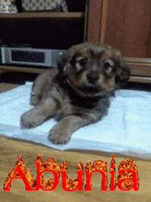 Dog Abunia GIF - Dog Abunia Zabij Sie GIFs