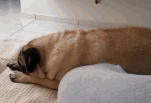 a pug dog is laying on a rug on the floor