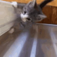 Kitten Beg GIF - Kitten Beg Release GIFs