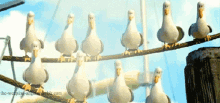 Mine Seagulls GIF - Mine Seagulls GIFs