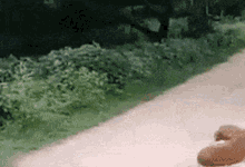 a squirrel is walking down a dirt road in the woods
