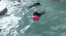 Doggy Dribble GIF - Pet Swimming Dog GIFs