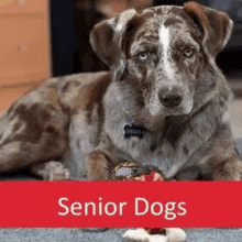 Senior Dog Care Senior Cat Care GIF - Senior Dog Care Senior Cat Care GIFs