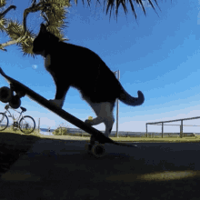 Cat Skateboard Cat GIF - Cat Skateboard Cat Skateboard GIFs