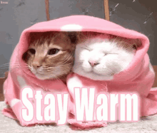 Stay Warm GIF - Stay Warm Kittens Cat GIFs