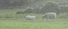 Sheep Fight GIF - Sheep Fight Cow GIFs