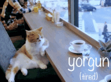 Komik Hayvanlar GIF - Komik Hayvanlar Kedi Yorgun GIFs